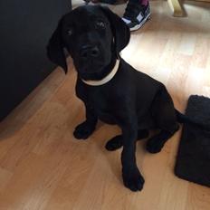 Blanding af racer Trixie