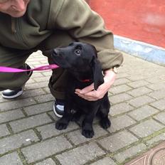 Blanding af racer Trixie