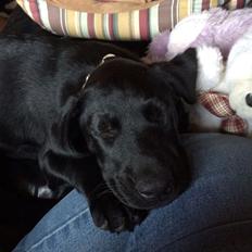 Blanding af racer Trixie