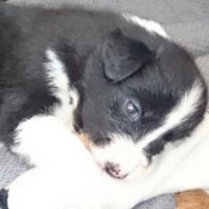 Border collie Jake