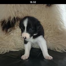 Border collie Jake