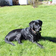 Labrador retriever Maggie (lille hunden)