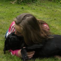 Labrador retriever Maggie (lille hunden)