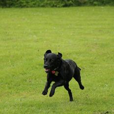 Labrador retriever Maggie (lille hunden)