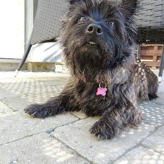Cairn terrier Nala