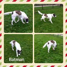 Blanding af racer Frodo