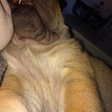 Shar pei Berta