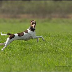 Terrier Brasileiro True Staff Double Trouble(Kenya)