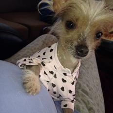 Chinese crested hårløs Gucci