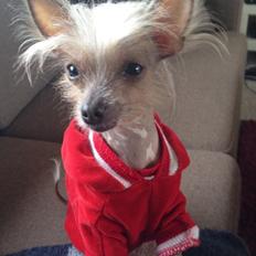 Chinese crested hårløs Gucci