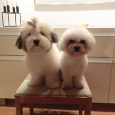 Coton de tulear Godts Coton Balto