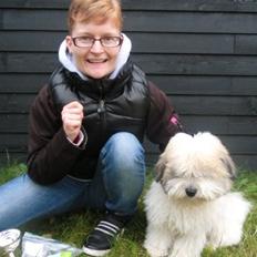 Coton de tulear Godts Coton Balto