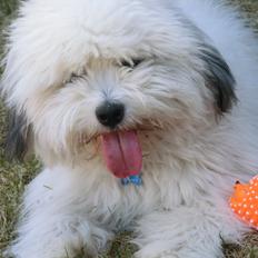 Coton de tulear Godts Coton Balto