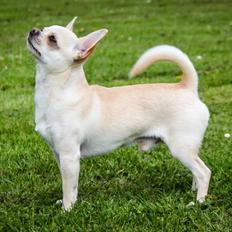 Chihuahua JCH. Lockwood "Yoda"