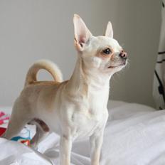 Chihuahua JCH. Lockwood "Yoda"