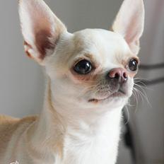 Chihuahua JCH. Lockwood "Yoda"