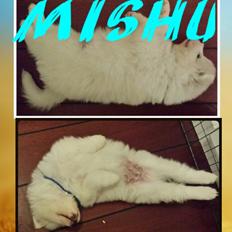 Samojedhund Mishu