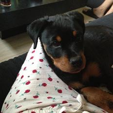 Rottweiler Anton