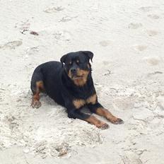 Rottweiler Anton