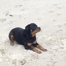 Rottweiler Anton