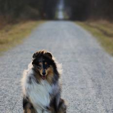 Shetland sheepdog Jenner's Blue Casanova