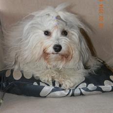 Coton de tulear Ziira