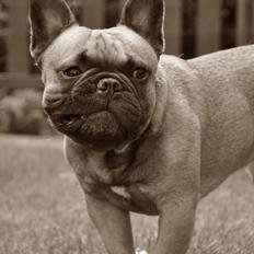 Fransk bulldog Hedebo's Cecil † 27-3-2014