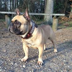 Fransk bulldog Hedebo's Cecil † 27-3-2014
