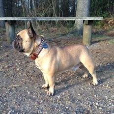 Fransk bulldog Hedebo's Cecil † 27-3-2014