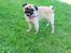 Mops Cadie