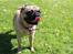 Mops Cadie