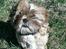 Shih tzu Fonvig's Phoebe