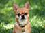 Chihuahua Chihuanas Flush of Hearts - Momo