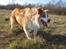 Border collie NOYTCB Split Second (Muffin)