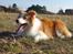 Border collie NOYTCB Split Second (Muffin)