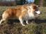Border collie NOYTCB Split Second (Muffin)