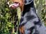 Dobermann Destiny´s Phoenix In The Spotlight aka Bentley - 12 måneder