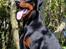 Dobermann Destiny´s Phoenix In The Spotlight aka Bentley - 12 måneder
