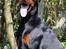 Dobermann Destiny´s Phoenix In The Spotlight aka Bentley - 12 måneder