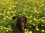 Cocker spaniel Mokka