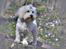 Malteser Fie R.I.P 26. Januar 2015