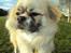 Tibetansk spaniel Gudrun  ("Sarchris Dina"- DKK stambog: