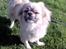 Tibetansk spaniel Gudrun  ("Sarchris Dina"- DKK stambog: