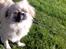 Tibetansk spaniel Gudrun  ("Sarchris Dina"- DKK stambog: