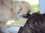 Tibetansk spaniel Gudrun  ("Sarchris Dina"- DKK stambog:
