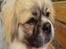Tibetansk spaniel Gudrun  ("Sarchris Dina"- DKK stambog: