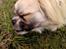 Tibetansk spaniel Gudrun  ("Sarchris Dina"- DKK stambog: