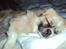 Tibetansk spaniel Gudrun  ("Sarchris Dina"- DKK stambog: