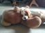 Cavalier king charles spaniel Victor