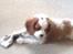 Cavalier king charles spaniel Victor